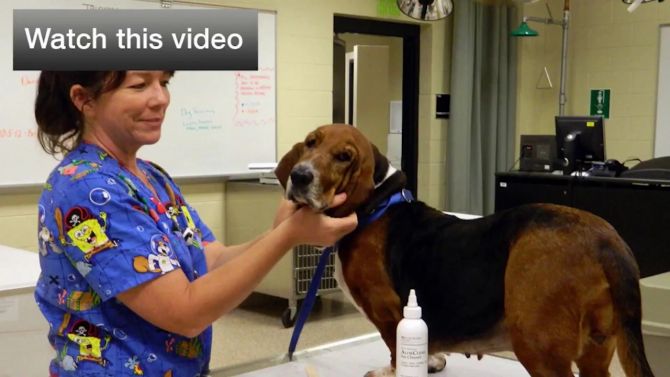 Veterinary Nursing Program Video CSN