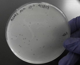 Spore sample in petri dish