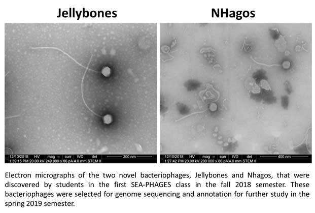 Jellybones (Left) and NHagos (Right) Electron micrographs of the two novel bacteriophages, Jellybones and NHagos, that were discovered by students in the first SEA-PHAGES class in the fall 2018 semester. These bacteriophages were selected for genome sequencing and annotation for further study in the spring 2019 semester